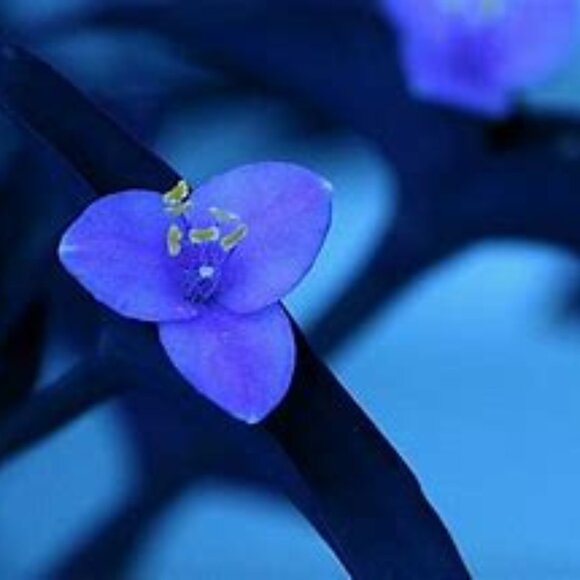 Meet your Posher, Melanie - Picture 1 of 1